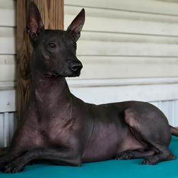 Rillo - Black female Xoloitzcuintli puppy in Myakka, Florida from Experience The Wild