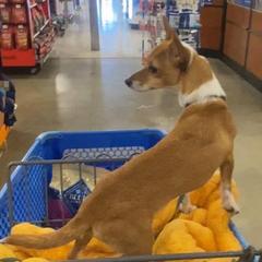 Portuguese Podengo Pequeno and Silken Windhound All Grown Up from Perla Sighthounds