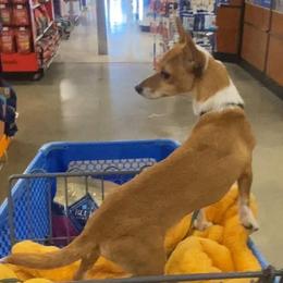 Portuguese Podengo Pequeno and Silken Windhound All Grown Up from Perla Sighthounds