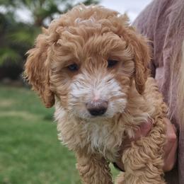 Mickey - Apricot male Goldendoodle puppy in Tucson, Arizona from Ever After Doodles Arizona
