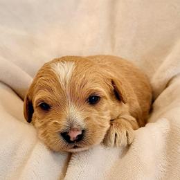 Ernie - Apricot male Labradoodle puppy in Bruceton Mills, West Virginia from Adonai Ra'ah Farms
