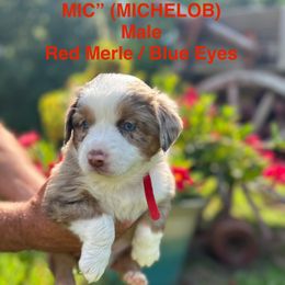 Miniature Australian Shepherd Puppies from SWLA MINI AUSSIES