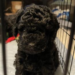 Poodle Puppies from Johnson’s Wine Country Poodles