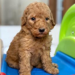 Precious - Red  female Goldendoodle puppy in Yuciapa, California from AlltheDoodlez_