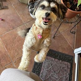 Roxy - Black & white female Maltipoo puppy in Roseville, California from Sunshine’s Maltipoo’s