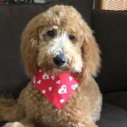 Goldendoodles from Ellie’s Doods