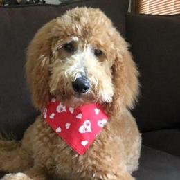 Goldendoodles from Ellie’s Doods