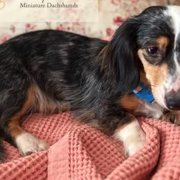 Pie - Dachshund
