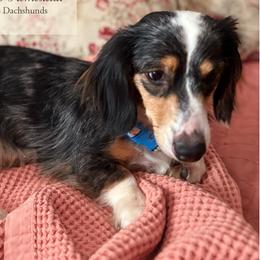Pie - Dachshund