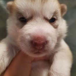 Paprika (pink) - Red and white female Siberian Husky puppy in Elk River, Minnesota from Naturez Siberians