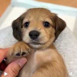 Nalani - Cream Dachshund puppy in Fullerton, California from Lake Forest Cream Dachshunds