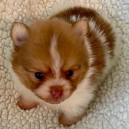 Maverick - Chocolate parti male Pomeranian puppy in Bentonville, Arkansas from Hummingbird & Fox