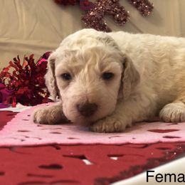 Poodle Puppies from Wild Orchid Poodles