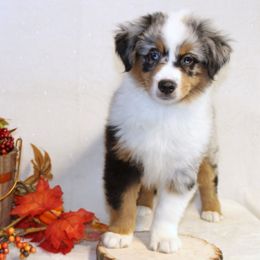 Miniature American Shepherd Puppies from Lone Pine Miniature American Shepherds
