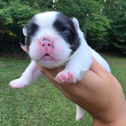 Ron Weasley - Black and white male French Bulldog puppy in Franklinton, North Carolina from Sweet Carolina Kennel