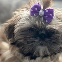 Shih Tzus from Exclusively Shih Tzu's LLC