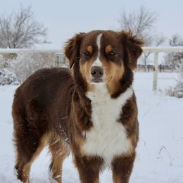 Kacey - Australian Shepherd