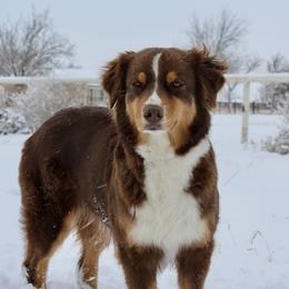 Kacey - Australian Shepherd