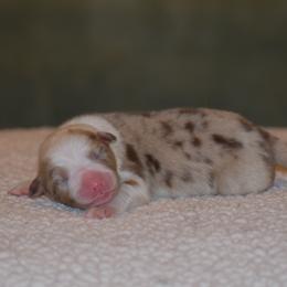 Girl 2 - Red merle female Australian Shepherd puppy in Pilot, Virginia from Obsidian Australian Shepherd