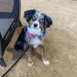 Indy - Toy Australian Shepherd