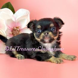Ice Bear - Black and tan male Chihuahua puppy in Anderson, South Carolina from Lil Treasures Chihuahuas
