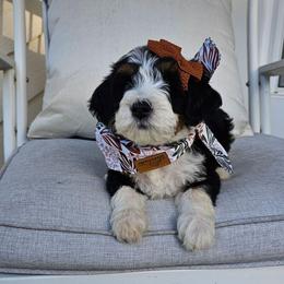 Candy - Tri-color female Bernedoodle puppy in Decatur, Georgia from So Adoodable