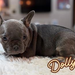 Dolly - Blue female French Bulldog puppy in Ennis, Texas from Family Farm Frenchies