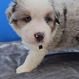 Black Collar BMM - Blue merle male Miniature American Shepherd puppy in Lexington, Kentucky from Deuce's Den