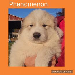 Phenomenon- orange collar - White and badger male Great Pyrenees puppy in Mikado, Michigan from Brittain Family Farm