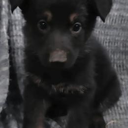 Purple Collar Female - Black and silver female German Shepherd puppy in Cadet, Missouri from Working Valley Shepherds