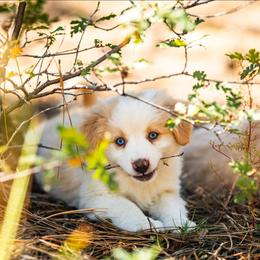 John B. - Red & white male Miniature American Shepherd puppy in Tonopah, Arizona from King's Miniature American Shepherds