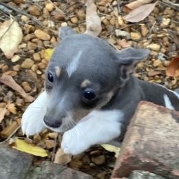 Blue female 1 - White and blue female Teddy Roosevelt Terrier puppy in Russellville, Kentucky from Mud-E Acres Kennel