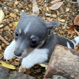 Blue female 1 - White and blue female Teddy Roosevelt Terrier puppy in Russellville, Kentucky from Mud-E Acres Kennel