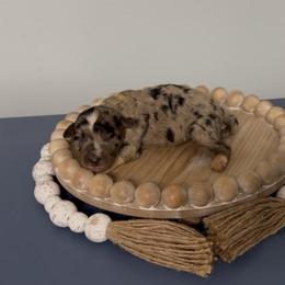 Marigold - Blue merle female Aussiedoodle puppy in Cartersville, Georgia from Simply Blessed Doodles