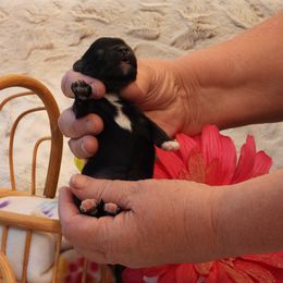 Sizzle - Black female Havanese puppy in Salt Lake City, Utah from Steal Your Heart Havanese