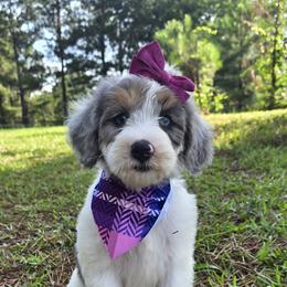 Bernedoodle and Goldendoodle Puppies from Ivey's Poodles & Doodles