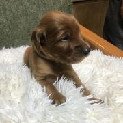 BrownBoy - Mahogany male Irish Setter puppy in Longview, Washington from Royal Redheads Irish Setters