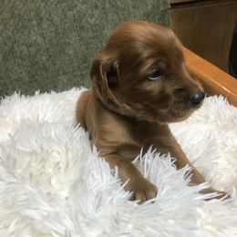 BrownBoy - Mahogany male Irish Setter puppy in Longview, Washington from Royal Redheads Irish Setters