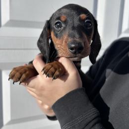 Black and tan Female 1 CKC REGISTERED 3500 - Black and tan female Dachshund puppy in Blackstone, Virginia from Cheyenne's Dachshunds