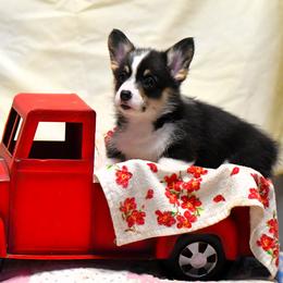 Minnie - Black and tan Pembroke Welsh Corgi puppy in Purcellville, Virginia from Rhone River Farm Pembroke Welsh Corgis