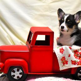 Minnie - Black and tan Pembroke Welsh Corgi puppy in Purcellville, Virginia from Rhone River Farm Pembroke Welsh Corgis