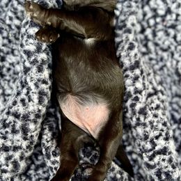 Goldendoodle and Poodle Puppies from SnickerDoodlePups