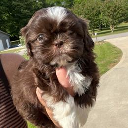 Summer - Liver female Shih Tzu puppy in Tennessee from Cutshall Babies