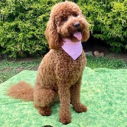 Goldendoodle All Grown Up from Doodles of NC