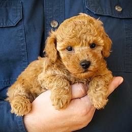 Lemonade - Apricot Mini Poodle Raised in Home - Apricot female Poodle puppy in Falcon, Missouri from Cedar House Heritage Poodles | AKC Toy & Miniature Poodle Puppies Raised in Home