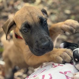 Cheyanne - Fawn female Great Dane puppy in Cross, South Carolina from DoodleDandy & Danes