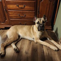 Cane Corso puppies from Jackson's Cane Corsos