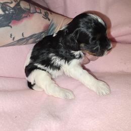 Female Black, White, Brown - Black and tan female Havapoo puppy in Killbuck, Ohio from Rachelle's Havapoos