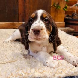 BG2 - Liver white and tan female English Springer Spaniel puppy in Britton, South Dakota from K&S Canines