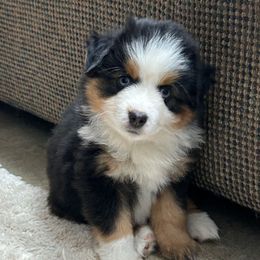 Girl 2, Wren - Black tri female Toy Australian Shepherd puppy in Bristow, Iowa from Pine Ridge Toy Aussies